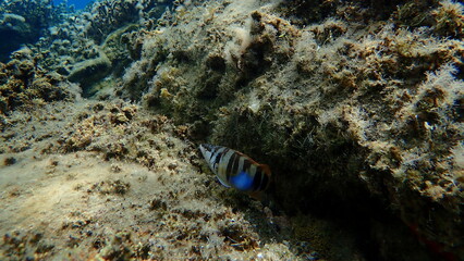 Painted comber (Serranus scriba) undersea, Aegean Sea, Greece, Halkidiki