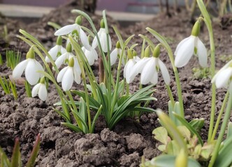 spring snowdrop flowers