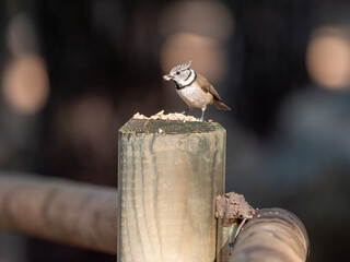 Crested tit perched on a wooden post