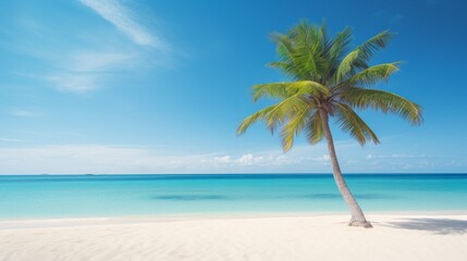 palm tree on the beach.