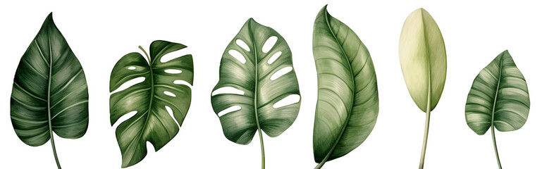 Collection of watercolor wild tropical leaves hand-drawn. Jungle plant leaves isolated on white background. Monstera, banana, palm leaf. Watercolor botanical illustration. - obrazy, fototapety, plakaty