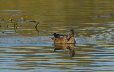 Eurasian Wigeon swimming on the lake. Poland