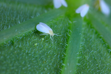 Whitefly (Aleyrodidae species) infestation on a leaf.