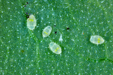 Glasshouse whitefly (Trialeurodes vaporarium) larvae on green leaf.