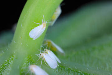 Greenhouse whitefly (Trialeurodes vaporariorum), group feeding on leaf.