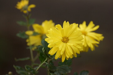 yellow flowers on the street 