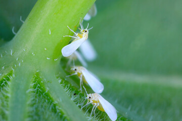Greenhouse whitefly (Trialeurodes vaporariorum), group feeding and laying eggs on a nasturtium leaf.