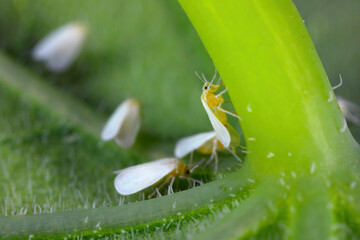 Glasshouse whitefly (Trialeurodes vaporariorum) infestation on a leaf.