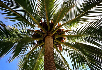 palm tree in minimal style under the sky
