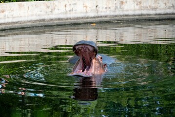 Hippopotamus with its mouth open widely and its long pink tongue sticking out