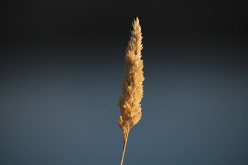 ear of wheat