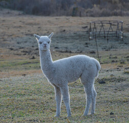 Alpaca farm animal with wool in Clarens South Africa