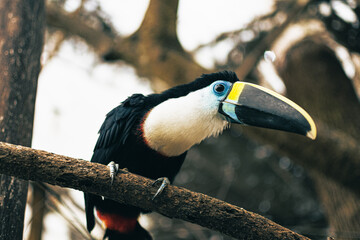Toucan on tree