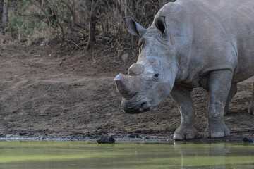 White Rhino drinking water from kwa maritane hide in Pilanesberg national park - obrazy, fototapety, plakaty