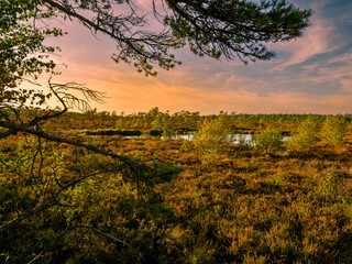 Das Naturschutzgebiet "Schwarzes Moor" im Abendlicht, Biosphärenreservat Rhön, Unterfranken, Franken, Bayern, Deutschland