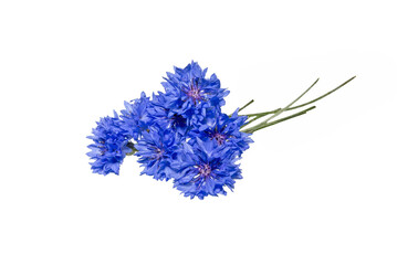 Close up of blue cornflower flower isolated on white.