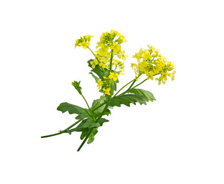 Mustard plant flowering. Wild mustard flowers.