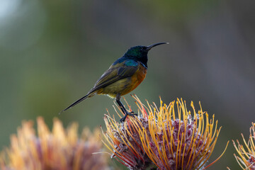 Goldbrust-Nektarvogel auf einer Blüte sitzend in der Seitenansicht © HPE