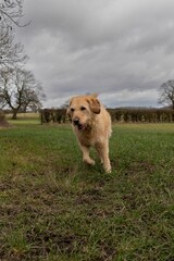 the dog walks across the field on cloudy day with dark clouds