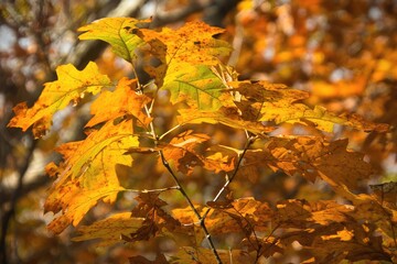 Late Autumn close-up of sunlit golden leaves still clinging to branches in a Wisconsin Forest.