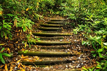 Landscape of logs set into a hillside to form steps along a trail through a lush green forest.