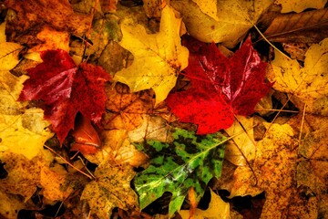 Closeup of fallen colored leaves in late Autumn in a Wisconsin forest.