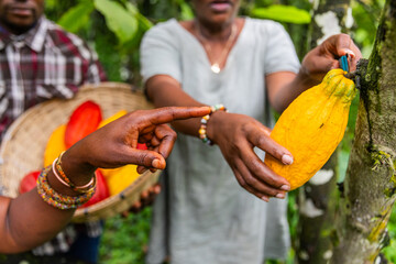 Closeup of a hand showing the harvester how to cut the cocoa pod from the cocoa tree - obrazy, fototapety, plakaty