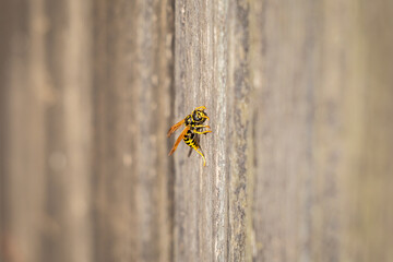 a wasp sits on the side of a wall with its back legs extended