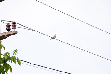Dove perched on the corner of a city building near electrical wires, overlooking the urban landscape