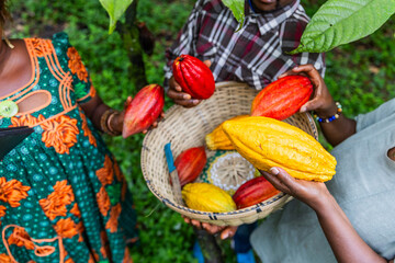 Closeup of three African cocoa pickers with freshly harvested pods in hand