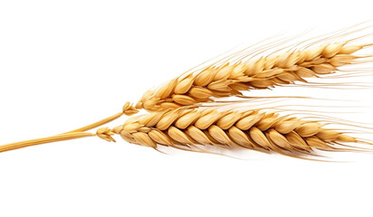Wheat spikelets isolated on Tranparent background, Golden Wheat Spikelets on Transparent Background
