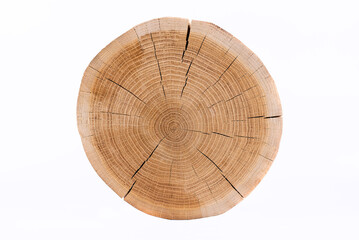 A section of a tree trunk. Oak cut. A wooden stump on a white background.