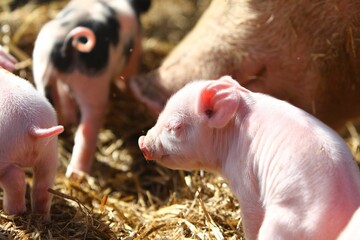 Closeup of cute american yorkshire piglets on a farm on a sunny day © Wirestock