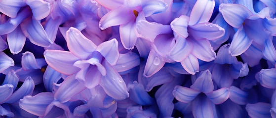 Fotobehang Close-up of hyacinth flower displaying vibrant textures. © smth.design