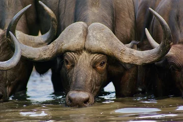 Foto op Plexiglas Close up of a buffalo drinking from a river. © Wirestock