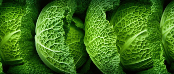 Vibrant green cabbage leaves close-up.