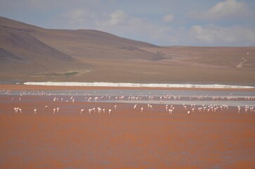 Flock of vibrant pink flamingos in the lake
