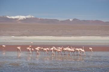 Flock of vibrant pink flamingos in the lake