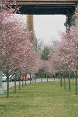 Vertical shot of a park with cherry blossoms and grass next to a winding road