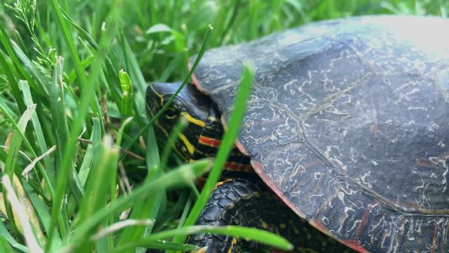 Closeup of a Painted turtle looking around on grass field