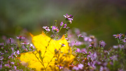 A yellow maple leaf fell into purple flowers. Glow effect