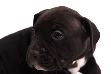 Cute little American Pit Bull Terrier puppy isolated on white background