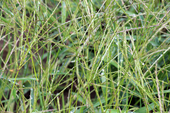 In the field, like a weed, grows Digitaria sanguinalis
