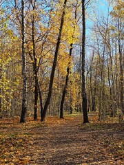 Gold autumn. November.. Trees in the park in autumn attire. Sunny day.