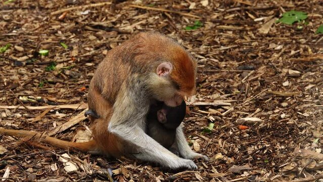 Erythrocebus patas monkeys with baby looking for food