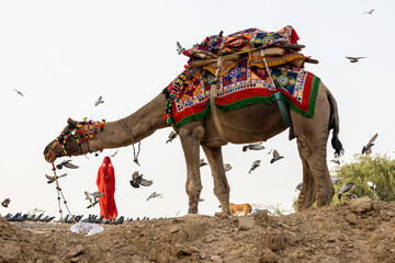 Woman dressed in red and camel near Jaisalmer in Rajasthan, India. The golden city of the Thar desert