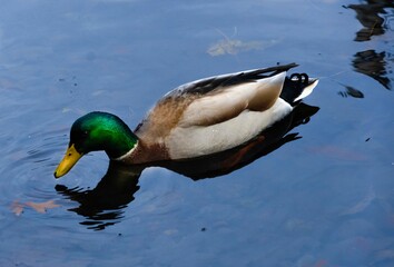 Duck leisurely swimming in a body of water with small ripples