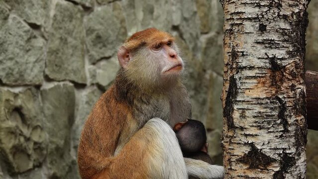 Erythrocebus patas monkey feeding baby breast milk