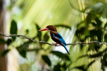 Selective focus shot of a javan kingfisher bird perched on a tree branch