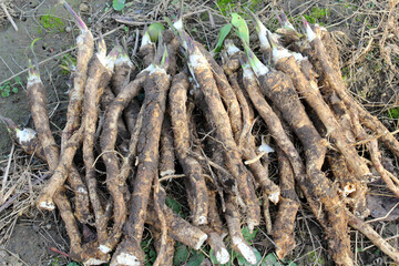 Fresh, dug horseradish root